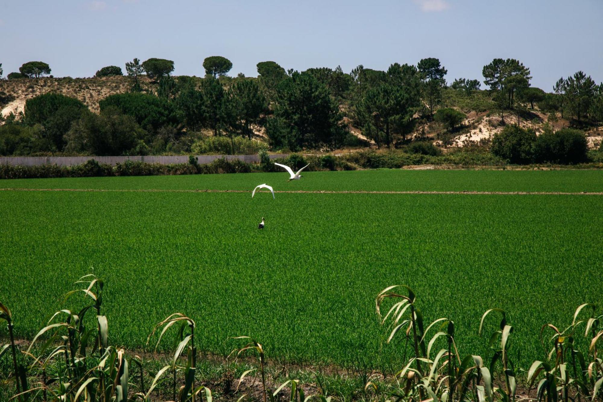 Herdade De Montalvo - Comporta Exterior foto